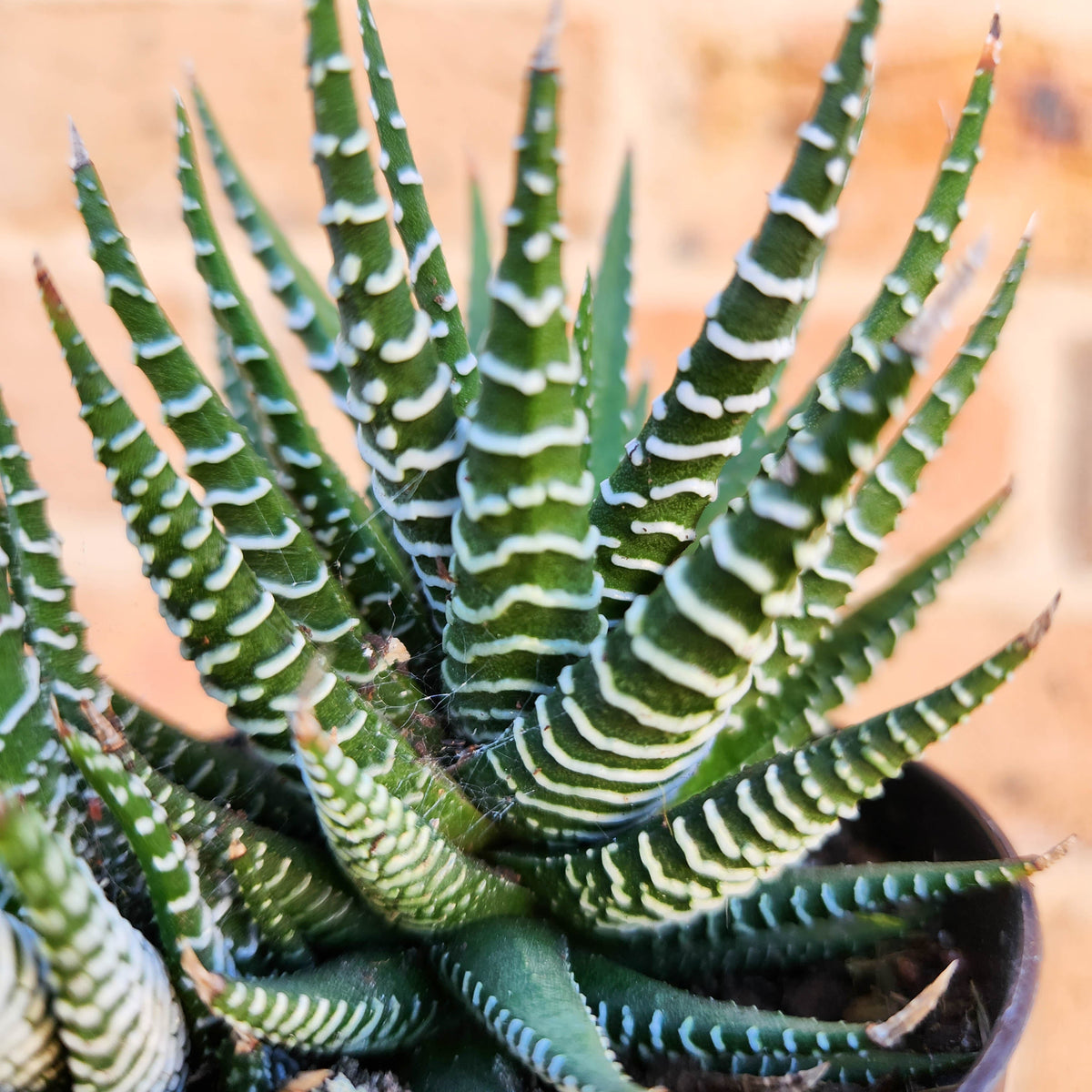 Haworthia Attenuata - 90mm – Cheeky Plant Co.