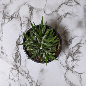 Haworthia Zebra - 105mm