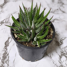 Load image into Gallery viewer, Haworthia Zebra - 105mm
