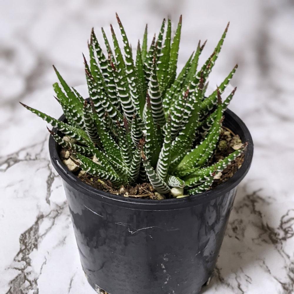 Haworthia Zebra - 105mm