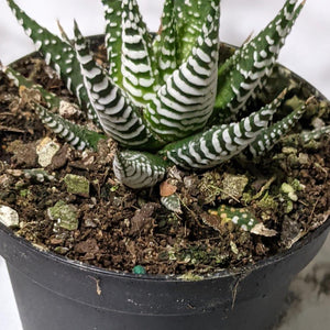 Haworthia fasciata Japanese Superclone - 90mm