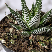 Load image into Gallery viewer, Haworthia fasciata Japanese Superclone - 90mm
