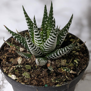 Haworthia fasciata Japanese Superclone - 90mm