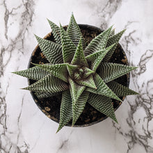 Load image into Gallery viewer, Haworthia limifolia Spider White - 90mm
