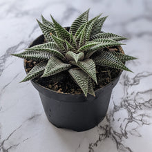 Load image into Gallery viewer, Haworthia limifolia Spider White - 90mm
