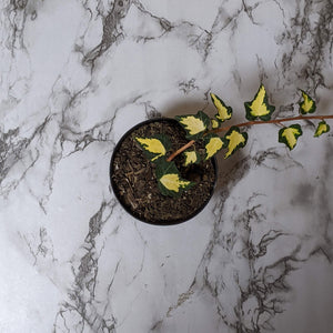 Hedera Helix Goldheart - 90mm