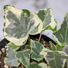 Load image into Gallery viewer, Hedera helix &#39;Camouflage&#39; / English Ivy - 105mm
