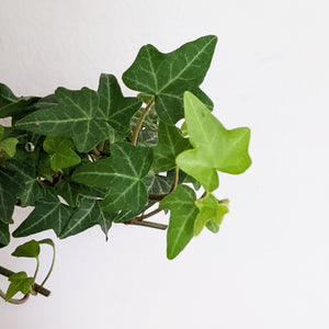 Hedera helix / English Ivy - 105mm