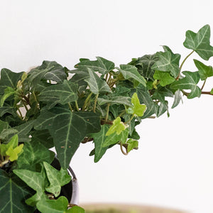 Hedera helix / English Ivy - 105mm