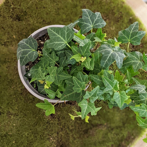 Hedera helix / English Ivy - 105mm