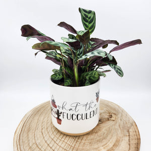 Houseplant in 'What The Fucculent' Pun Planter - Sydney Only