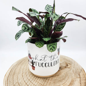 Houseplant in 'What The Fucculent' Pun Planter - Sydney Only