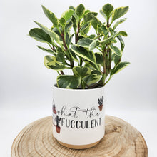 Load image into Gallery viewer, Houseplant in &#39;What The Fucculent&#39; Pun Planter - Sydney Only
