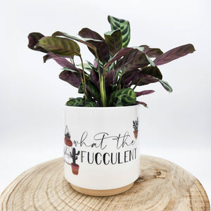 Houseplant in 'What The Fucculent' Pun Planter - Sydney Only