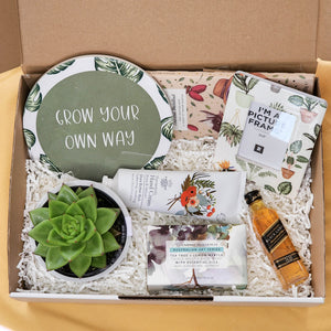 Housewarming - Succulent Hamper / Succulent Gift Box