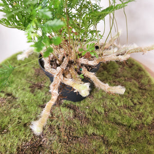 Humata Tyermanii / White Rabbit's Foot Fern - 90mm