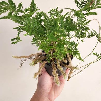 Humata Tyermanii / White Rabbit's Foot Fern - 90mm