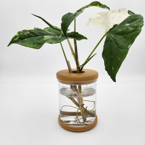 Hydro Plant Pot Vase / Propagation Vase - 12.8x9cm