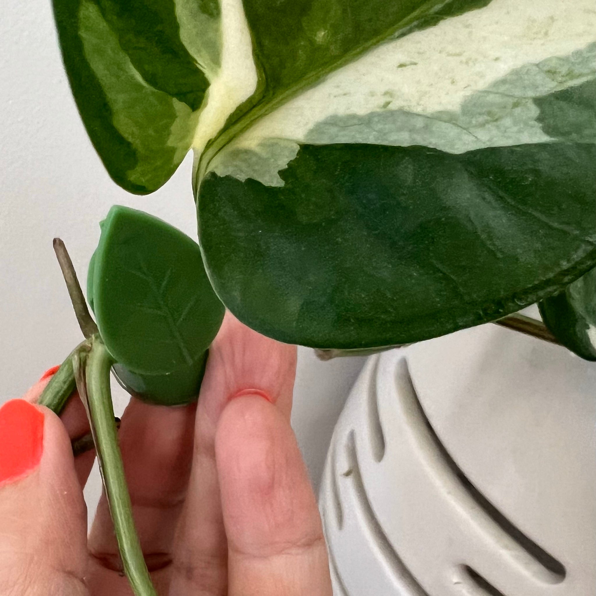 pothos plant clips Plant Clips for Climbing Plants (24pk) | Plant Support Clips