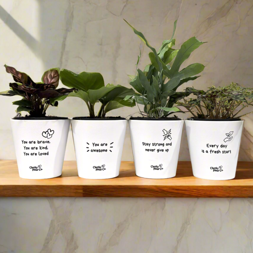 Posative Pot Plants in Positive Pots 4pk | Indoor Plant Gift Delivery Sydney ...