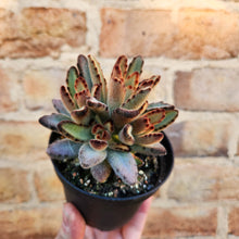 Load image into Gallery viewer, Kalanchoe Tomentosa &#39;Chocolate Soldier&#39; - 105mm
