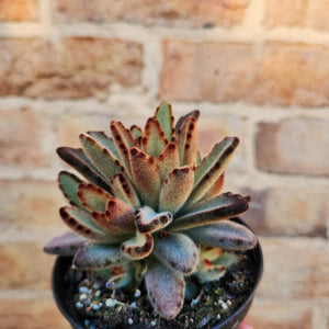Kalanchoe Tomentosa 'Chocolate Soldier' - 105mm