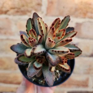 Kalanchoe Tomentosa 'Chocolate Soldier' - 105mm