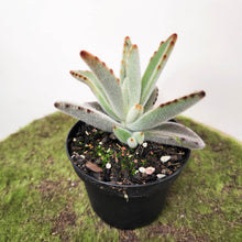 Load image into Gallery viewer, Kalanchoe Tomentosa / Panda Plant - 90mm
