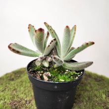 Load image into Gallery viewer, Kalanchoe Tomentosa / Panda Plant - 90mm
