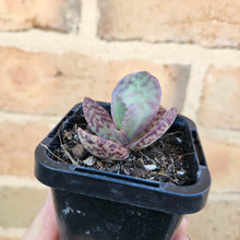 Load image into Gallery viewer, Kalanchoe humilis - 66mm

