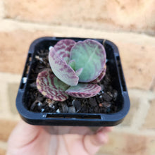 Load image into Gallery viewer, Kalanchoe humilis - 66mm

