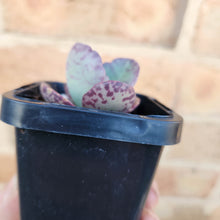 Load image into Gallery viewer, Kalanchoe humilis - 66mm
