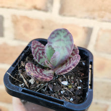 Load image into Gallery viewer, Kalanchoe humilis - 66mm
