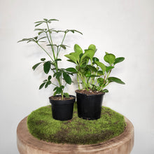 Load image into Gallery viewer, Low Effort Indoor Plants Pack - Hard to Kill
