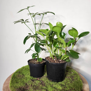 Low Effort Indoor Plants Pack - Hard to Kill