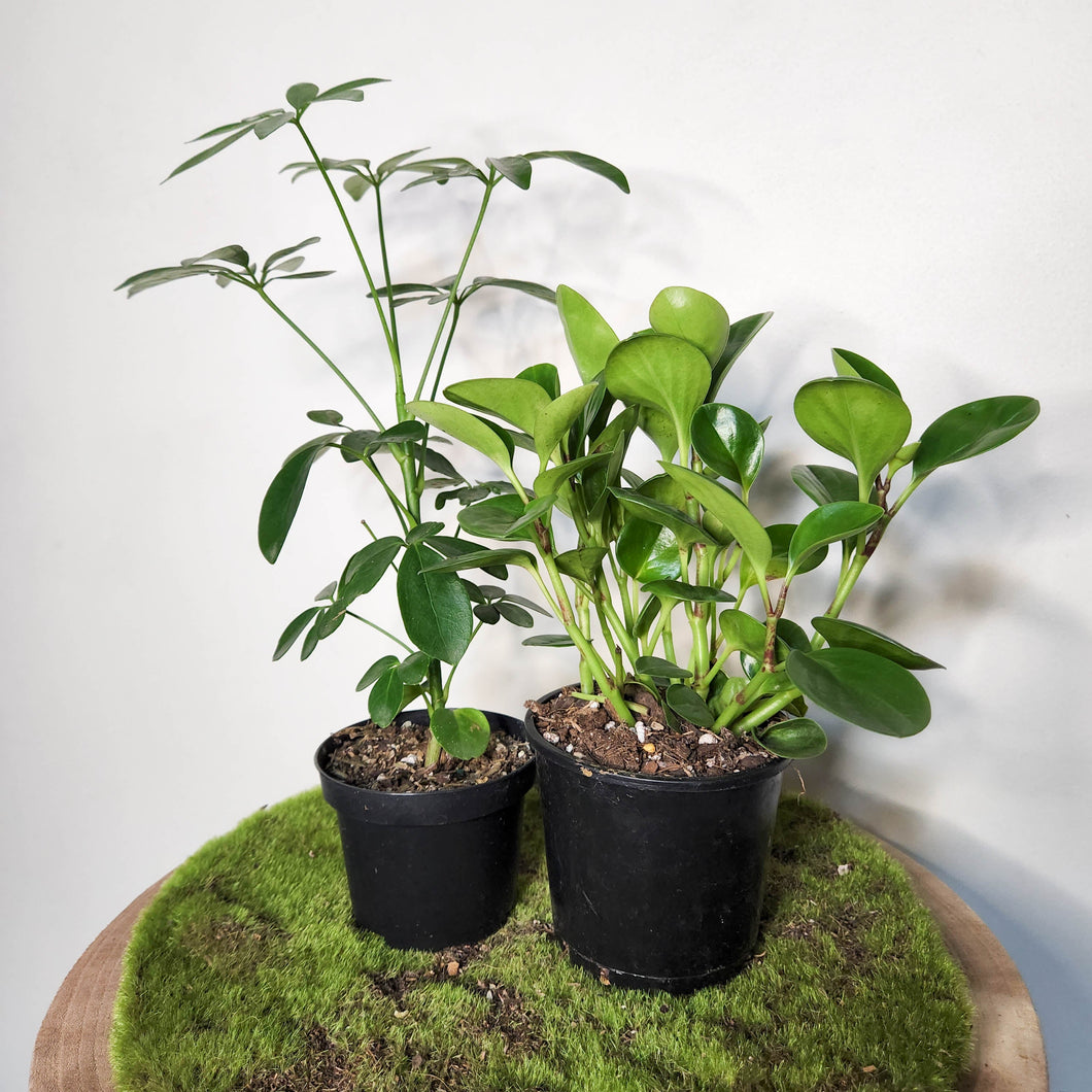 Low Effort Indoor Plants Pack - Hard to Kill