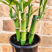 Load image into Gallery viewer, Lucky Bamboo - Dracaena sanderiana (5 x 15cm Canes) - 100mm
