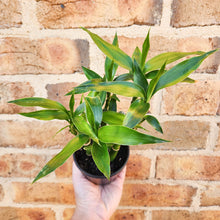 Load image into Gallery viewer, Lucky Bamboo - Dracaena sanderiana (5 x 15cm Canes) - 100mm
