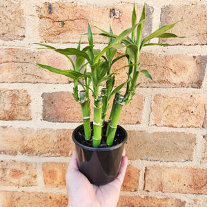 Lucky Bamboo - Dracaena sanderiana (5 x 15cm Canes) - 100mm