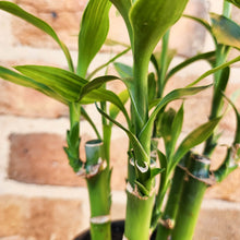 Load image into Gallery viewer, Lucky Bamboo - Dracaena sanderiana (5 x 15cm Canes) - 100mm
