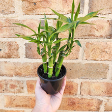 Load image into Gallery viewer, Lucky Bamboo - Dracaena sanderiana (5 x 15cm Canes) - 100mm
