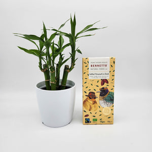 Lucky Bamboo Plant & Chocolate Gift - Sydney Only