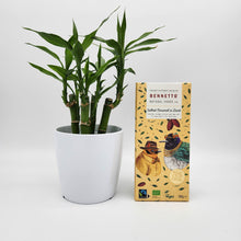 Load image into Gallery viewer, Lucky Bamboo Plant &amp; Chocolate Gift - Sydney Only
