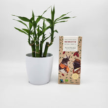 Load image into Gallery viewer, Lucky Bamboo Plant &amp; Chocolate Gift - Sydney Only
