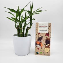 Load image into Gallery viewer, Lucky Bamboo Plant &amp; Chocolate Gift - Sydney Only
