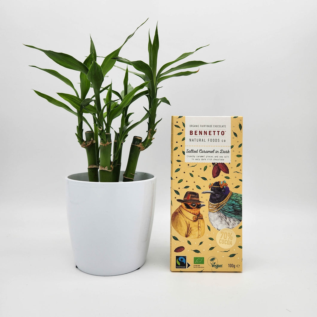 Lucky Bamboo Plant & Chocolate Gift - Sydney Only
