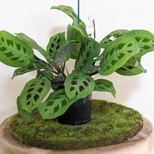 Load image into Gallery viewer, Maranta leuconeura Kerchoveana Prayer Plant - 100mm
