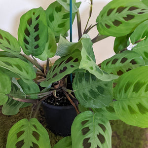 Maranta leuconeura Kerchoveana Prayer Plant - 100mm