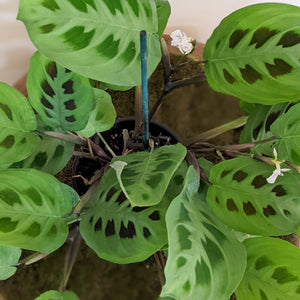 Maranta leuconeura Kerchoveana Prayer Plant - 100mm