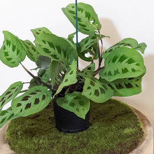 Load image into Gallery viewer, Maranta leuconeura Kerchoveana Prayer Plant - 100mm
